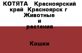 КОТЯТА - Красноярский край, Красноярск г. Животные и растения » Кошки   . Красноярский край,Красноярск г.